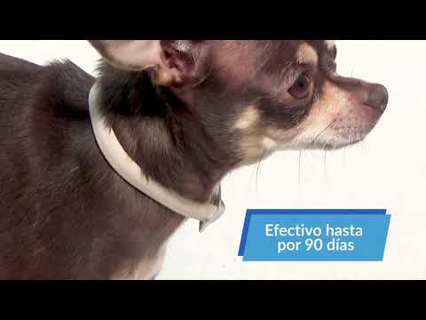 collar antipulgas fancy pets