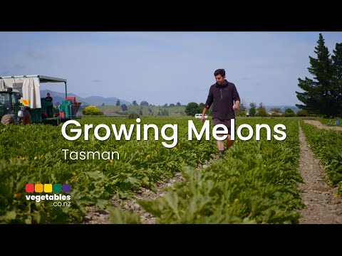 Growing Melons in Tasman New Zealand with Ben Conning