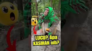 Download lagu TRIK MONYET ⁉️ Lucu, Ternyata Dia Pintar Banget 🤣🙈 #funnyshorts #lucu #kocak mp3