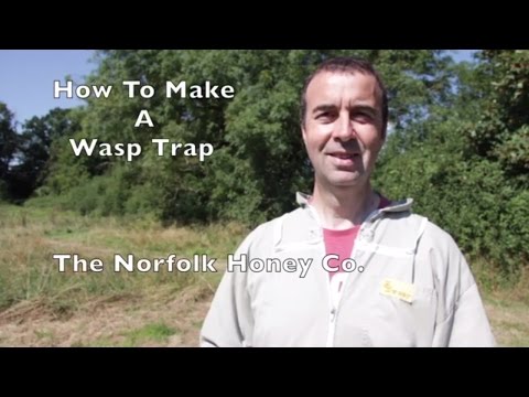 Beekeeping Basics - How to make a Wasp Trap - The Norfolk Honey Co.