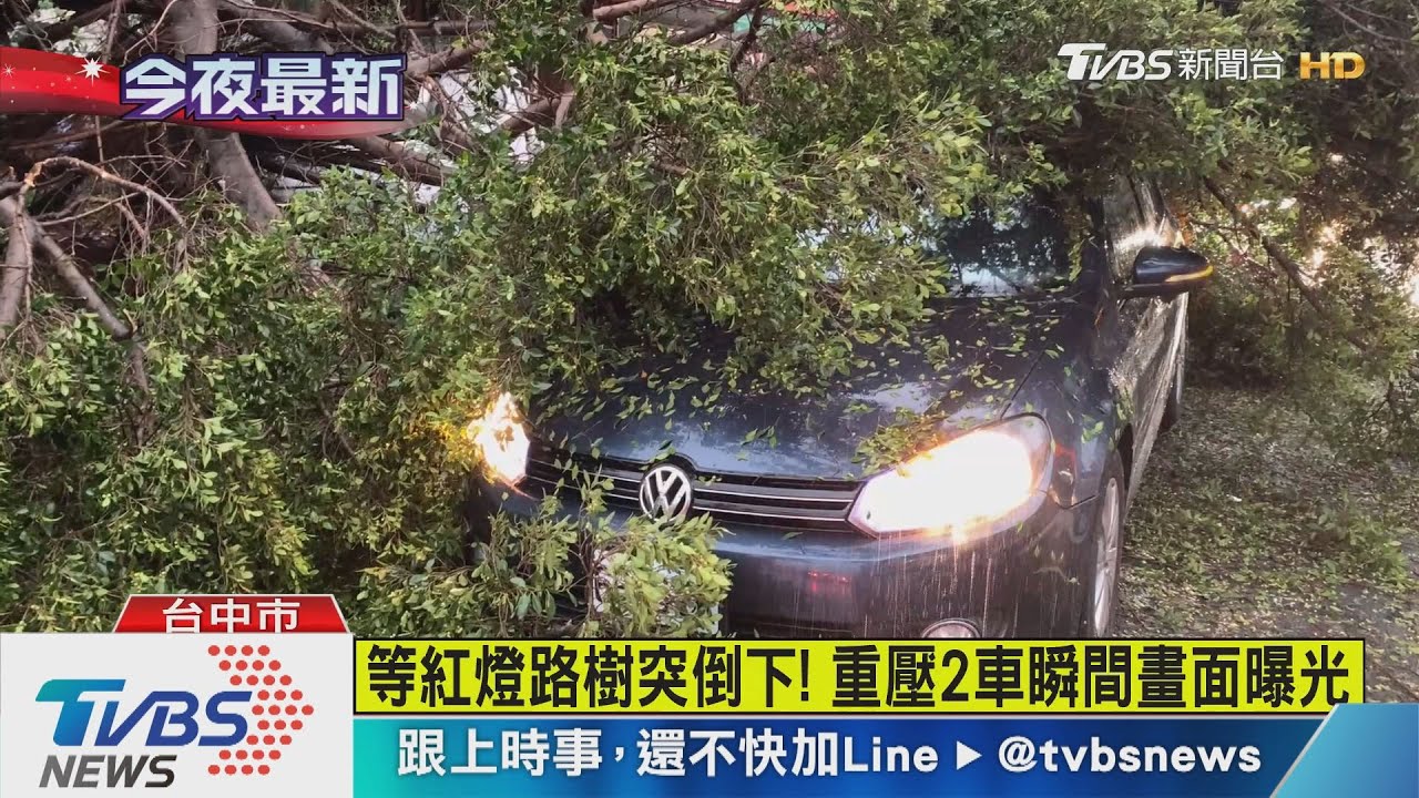 等紅燈路樹突倒下! 重壓2車瞬間畫面曝光