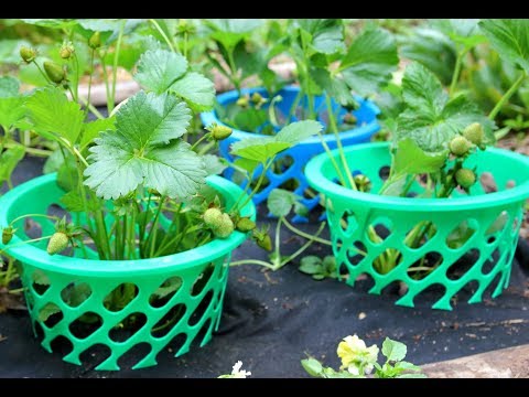 image-What can I put under my strawberries?