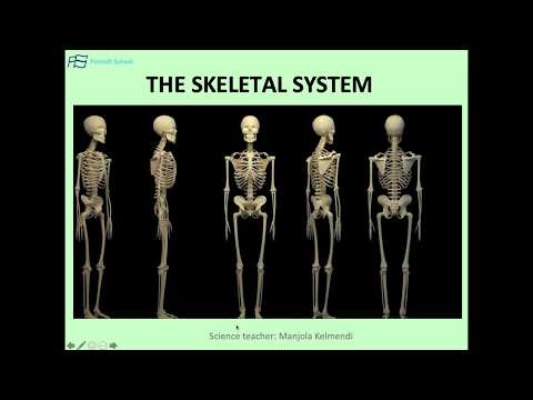 Biologji - Sistemi Skeletor - Klasa 9 -  Shkolla Finlandeze