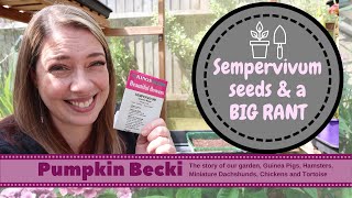 Growing Sempervivum from seed and talking about Peat