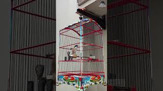 Download lagu Cendet isian Gereja panjang mp3