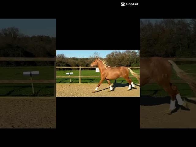 Entire PRE Pure Spanish Bred For sale 2023 Palomino