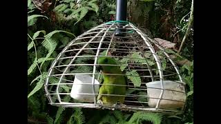 Download lagu PANGGILAN Pelapis MUDA,,sesuai buat pancingan #serindit #memikatserindit #serinditgacor #jebak mp3