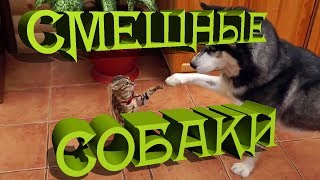 Смешные собаки. Приколы с собаками. Смотреть CUBE.