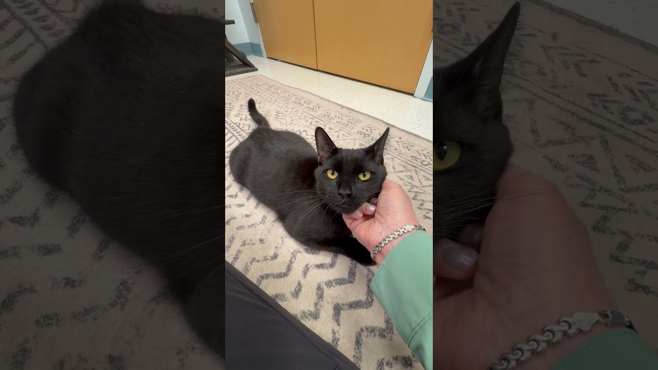 Enlarge Thackery, a ADOPTABLE Domestic Short Hair in Stamford, CT video 5/5