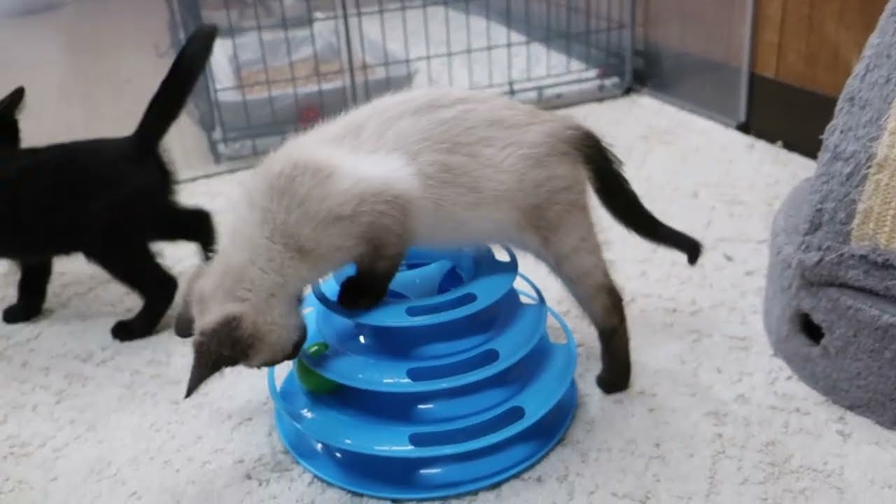 Enlarge Gibson & Jura, an adopted mixed breed in Marseilles, IL video 2/2