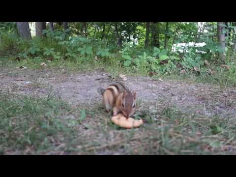 Chipmunk eats Chips Ahoy cookie.