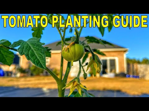 Complete Guide To PLANTING TOMATOES And FERTILIZING TOMATOES!