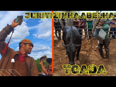 TOADA DA VACA JURITIZINHA ABELHA • CUECA AND CAITINHA 💥✅