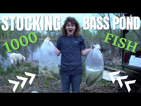How To Stock A Pond: Stocking My Bass Pond With 1000 Fish Hatchery Tilapia, Carp & Minnows
