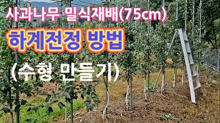 사과나무 밀식재배 신중하게 결정해서 시작 하셔야 되요
