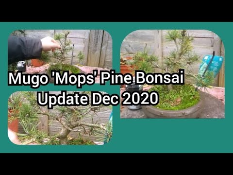 Mugo 'Mops' Pine Bonsai Update Dec 2020