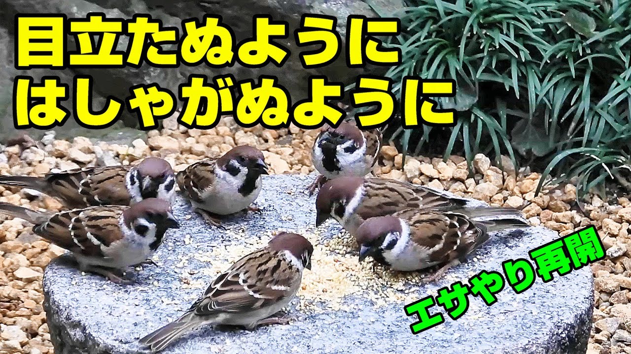 植木鉢でバードフィーダー（野鳥の餌台）番外編7ミカン～ジョウビタキ/スズメ/メジロ/ハイタカ（回想）