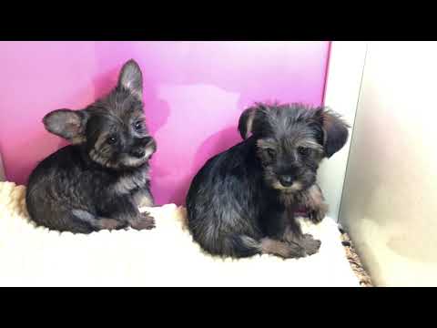 Snorkie puppies for sale Empire Puppies