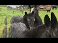 Horse Breeding Carefully February 2022