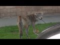 Coyote Eats Cat in Hollywood