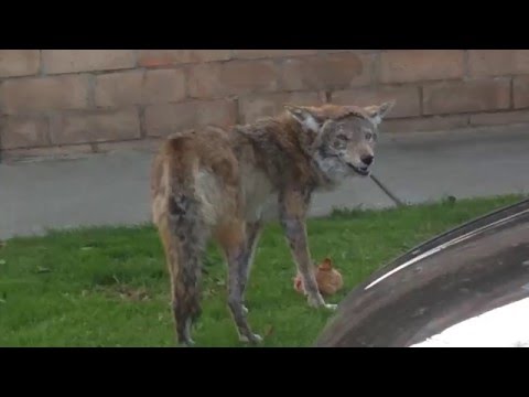Coyote Eats Cat in Hollywood