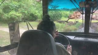 Kilimanjaro Safari’s Animal kingdom