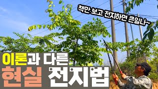 교목 가로수 전지하는 방법! 이론과 다른 현실 관리법 