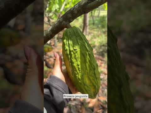 Idea de Proyecto de Cacao y entrevista con productor de Fuentedeoro-Meta