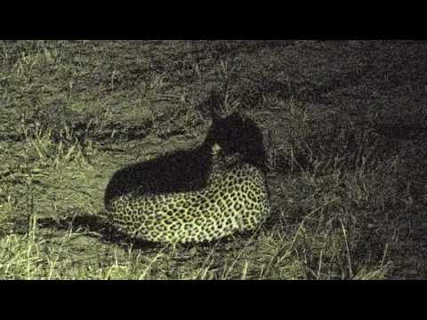 Djuma: Hosana male leopard returns - 02:10 - 09/18/18