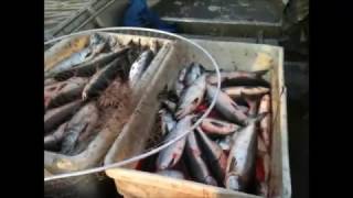 Yup&#39;ik Life on the Yukon River