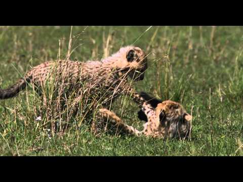 African Cats (Clip 'Fiercest Hunters')