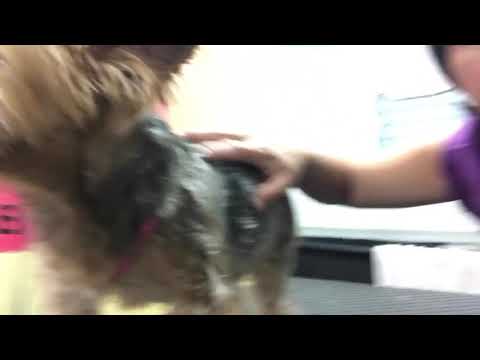 Grooming a Yorkie with collapse trachea 090617