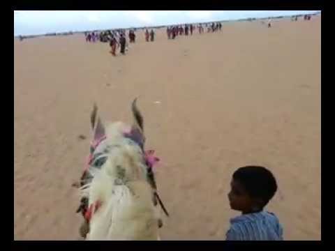 Kinniya Sundus and Afnan Horse Riding @ Marina Beach, Chennai