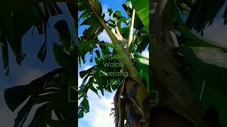 Download lagu Nilai Buah Kesabaran @90a2 mp3 Download lagu Nilai Buah Kesabaran @90a2 mp3