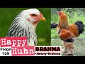 Riesenhühner Brahma Hühner Im Portrait Mit Zwerg Brahma Haltung Zucht Farben HAPPY HUHN E109