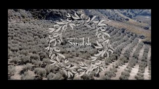 Tarsus Sarıulak Zeytini