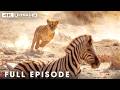 LION S BATTLEFIELD Survival In Africa Full Episode Nature Animal Documentary