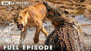 LION'S BATTLEFIELD | Survival Among Africa's Giants (Full Episode) | Nature Animal Documentary