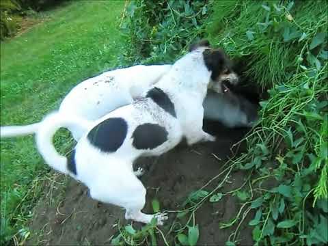 Akcja kret - super pies