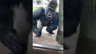 Download lagu Do not antagonize the gorillas (tourist finds out the hard way) mp3