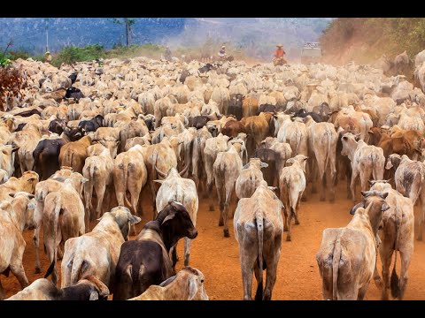 Rodovia Transamazônica, Brasil