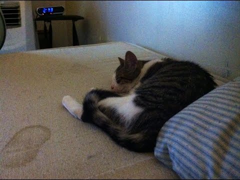 Jacqueline Kennedy The kitten playing with a flashlight string