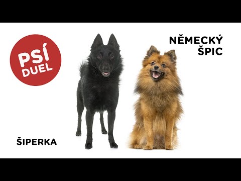 Psí duel - Šiperka vs německý špic - Tlapka TV