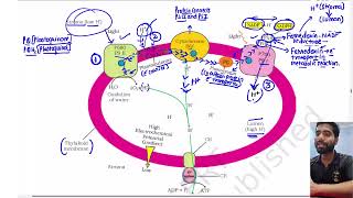 Part 9 ,Chemiosmotic Hypothesis , Photosynthesis in higher plants Class 11th Biology Chapter 11