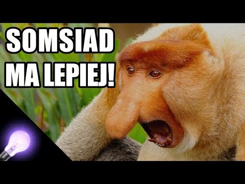 Eksperyment na małpach