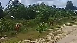 Download lagu Pulanglah Uda Denai Mananti Lirik Lagu Lilis Karlina. mp3