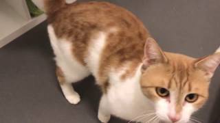 HAR FÅTT ETT HEM! Lucky 4