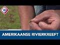 Levend lab doet onderzoek naar kreeften - OMROEP WEST