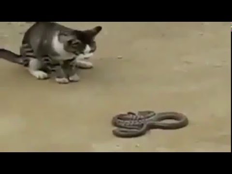 شجار بين قط و كوبرا لن تصدق ما حدث في الاخير