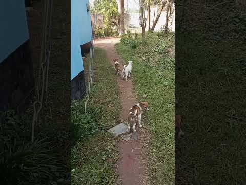 Cat and dog fight #doglover #animals